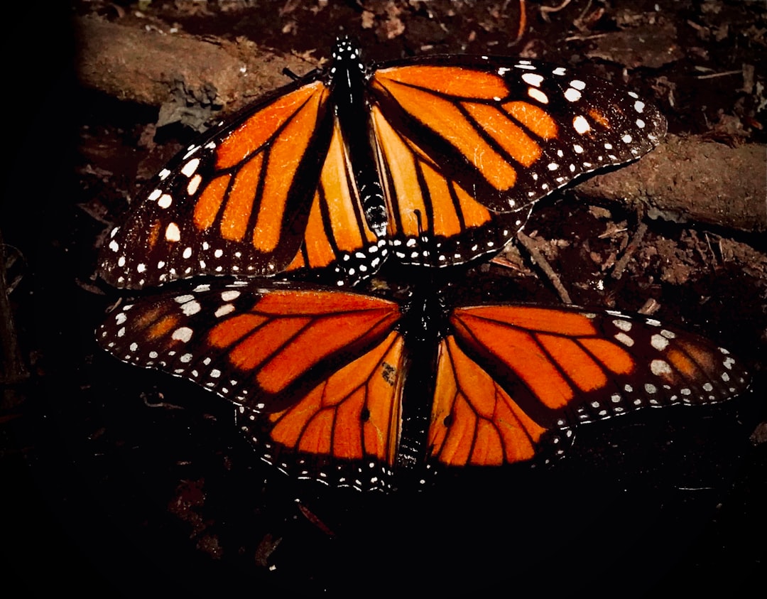 Butterflies Cross Oceans, Moths Navigate by Stars: The Hidden Epic of Insect Migration