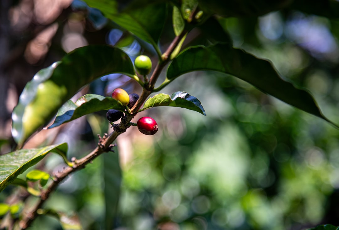 The World's Coffee Belt Is Losing Its Climate: Millions of Farmers Face an Uncertain Future