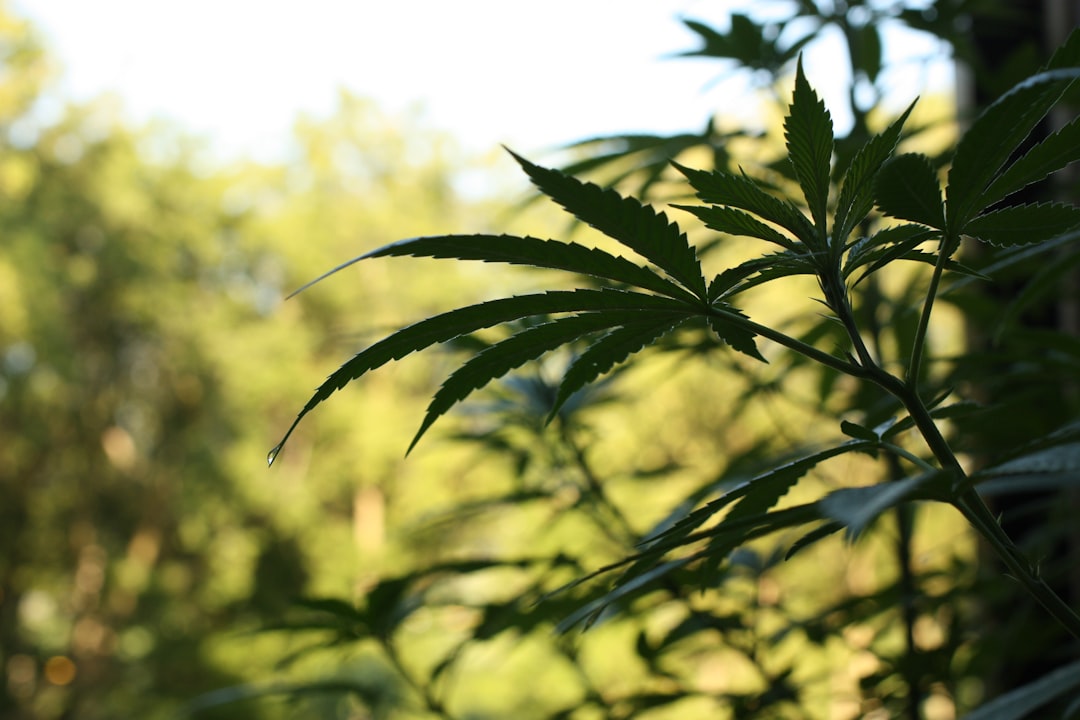 Cannabis Stocks Surge 25% on Federal Rescheduling - But the Tax Relief Is What Really Matters