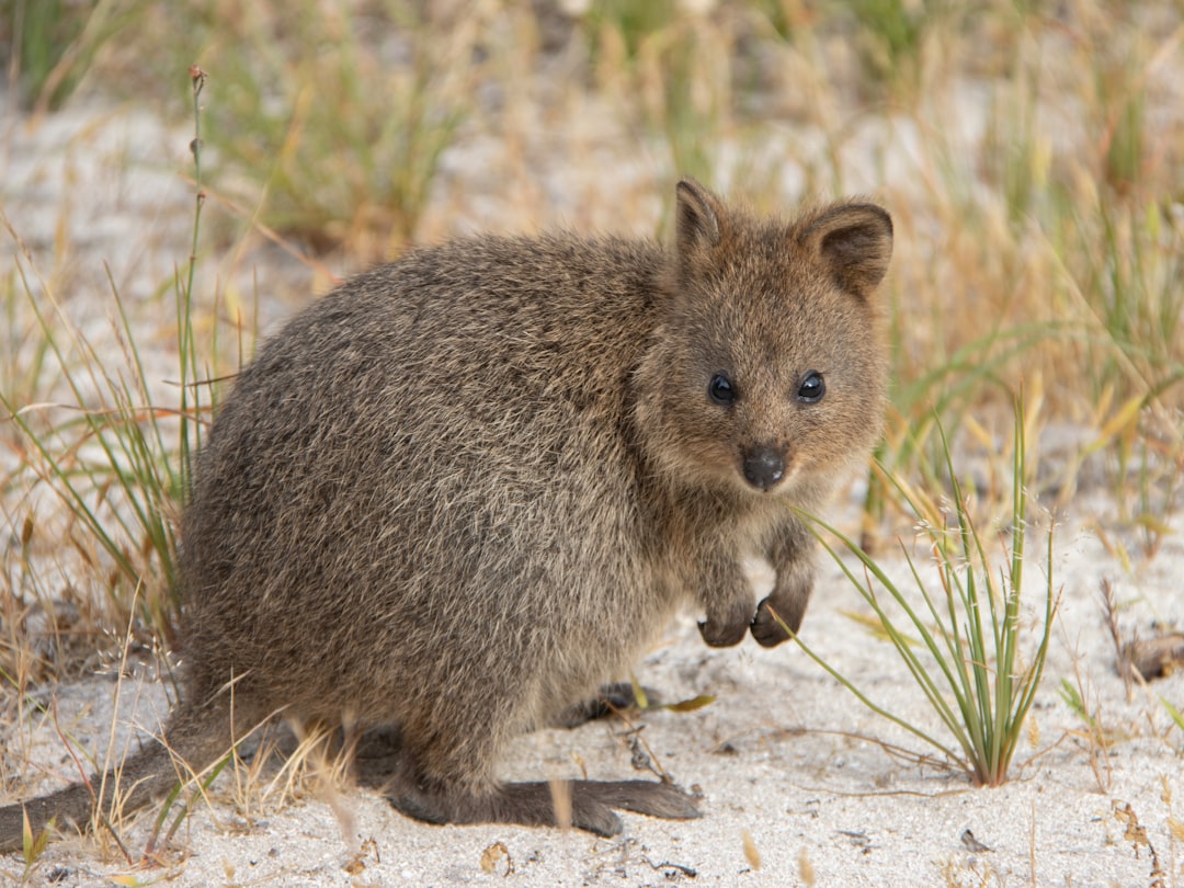 Rottnest Island's Quokka Problem: Why the 'World's Happiest Animal' Comes With Massive Fines