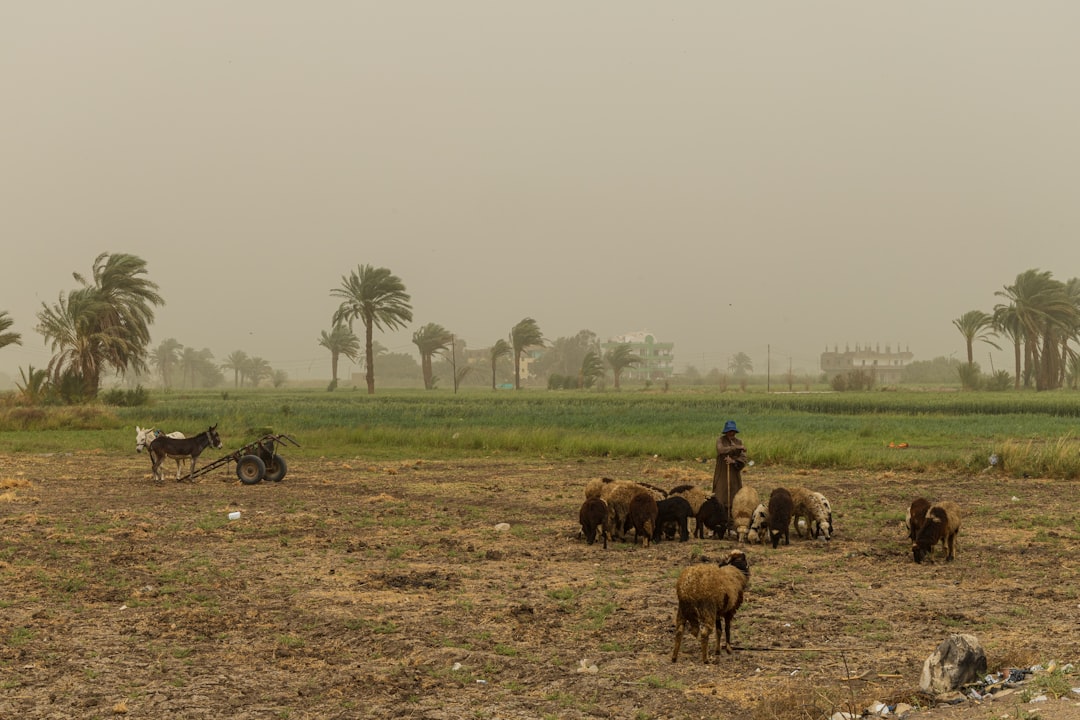 Israeli Buffer Zone Devastates Lebanon's Agricultural Heartland, Threatening Food Security