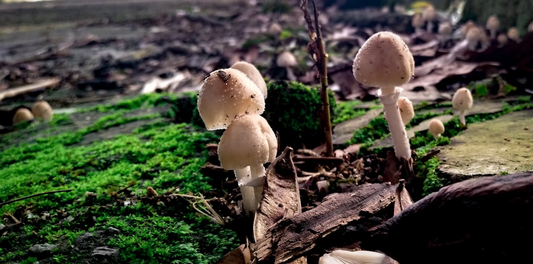 Single Dose of Psilocybin Produces Lasting Changes in Personal Values