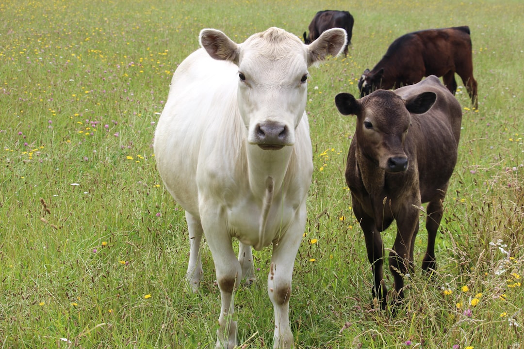 New Zealand Government Backs Away from Overturning Live Animal Export Ban