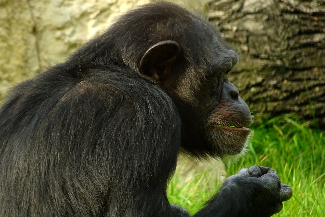 Bonobos Host Pretend Tea Parties as New Research Reveals Apes' Startling Similarities to Humans