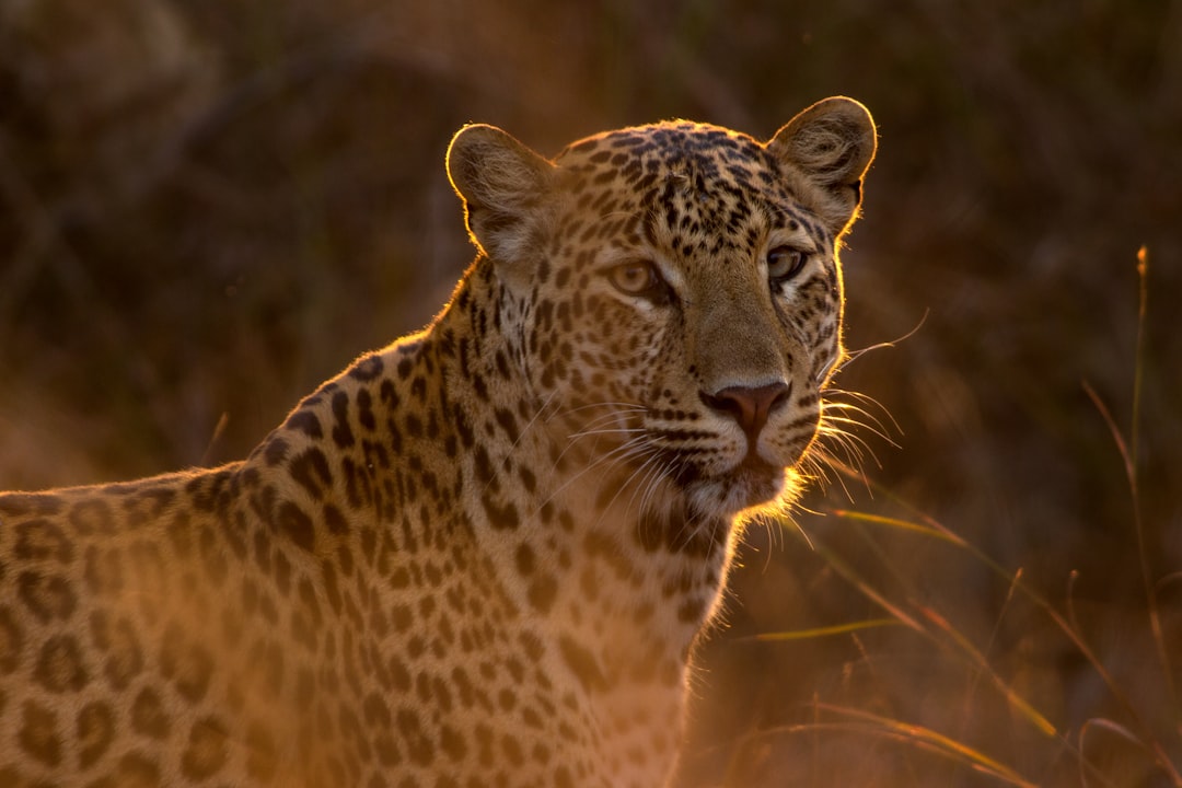 Mob Kills Panther in Rajasthan, Sets Carcass Ablaze Despite Conservation Laws