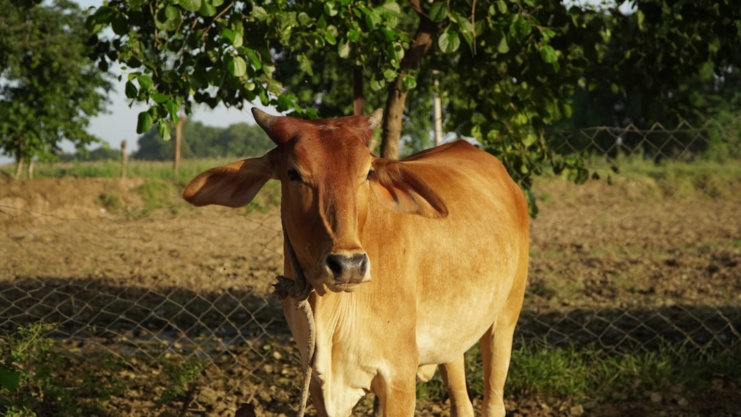 West Bengal Sees Cattle Trade Reversal: Muslims Protect Cows, Hindu Traders Demand Slaughter Rights