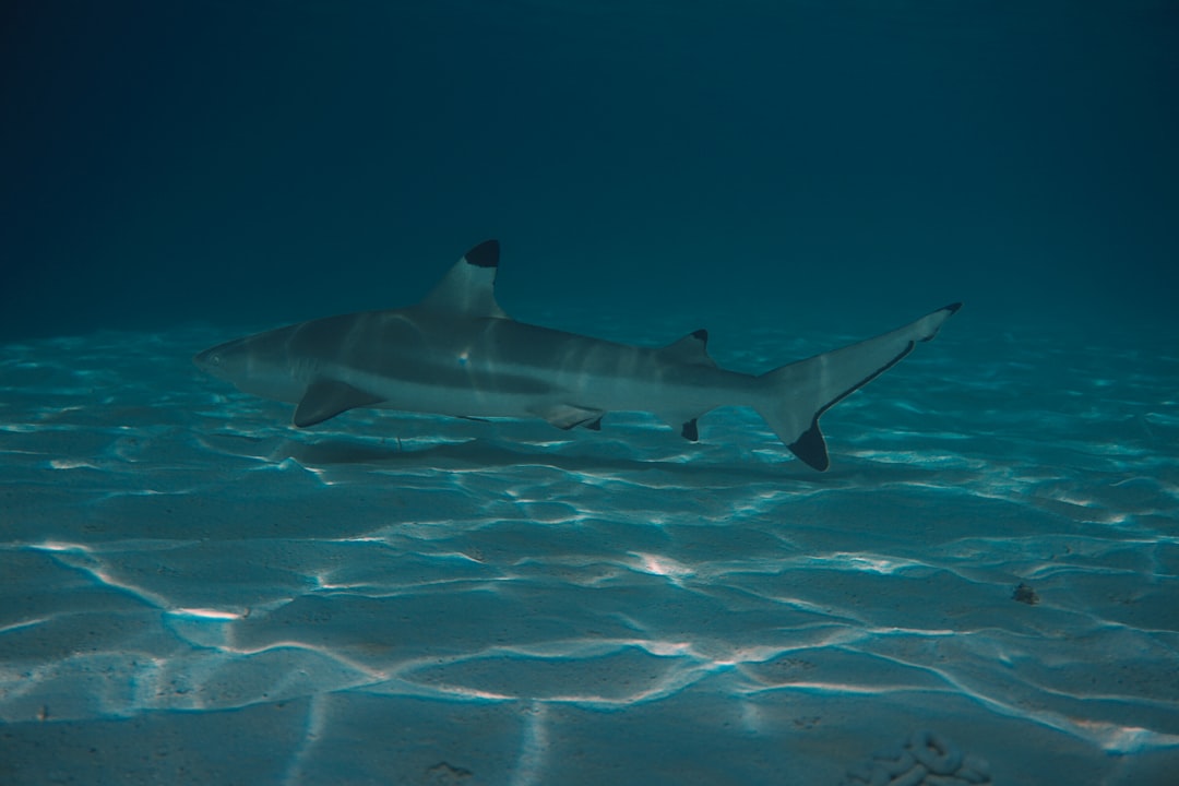 New Zealand's role in global shark fin trade draws conservationist outrage