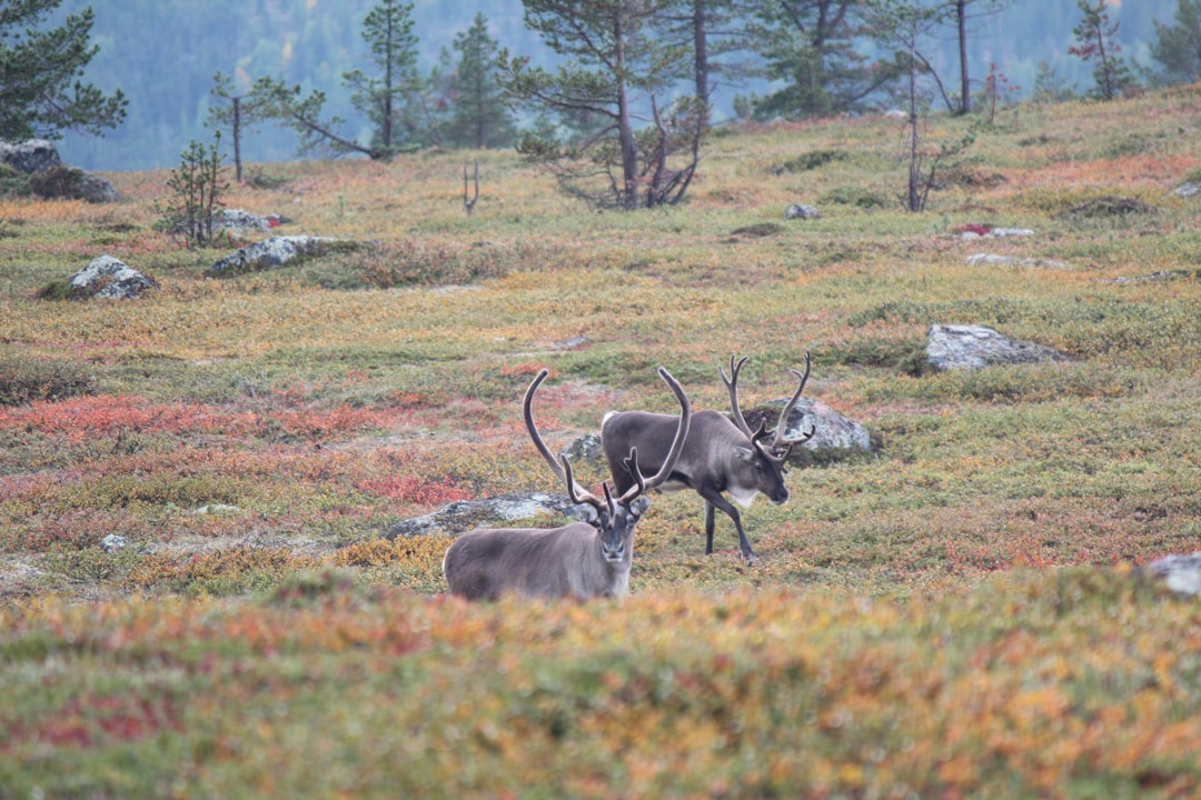 Trump Administration Backs Out of Arctic Caribou Protection Deal Tied to Major Oil Development